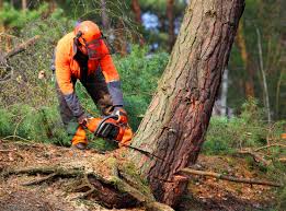 Tree and Shrub Care in Crandon Lakes, NJ