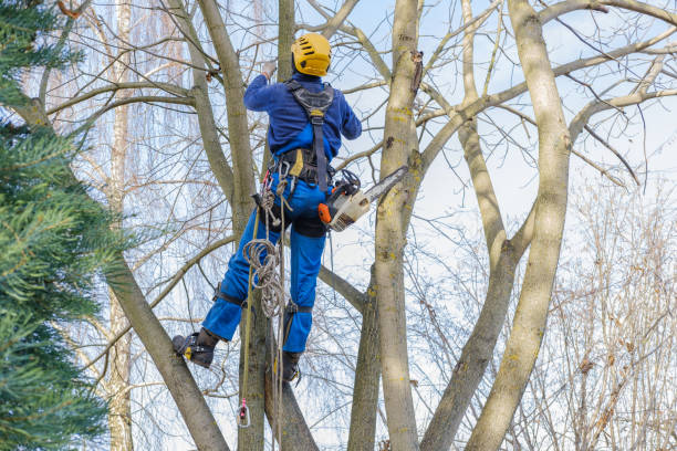 How Our Tree Care Process Works  in  Crandon Lakes, NJ